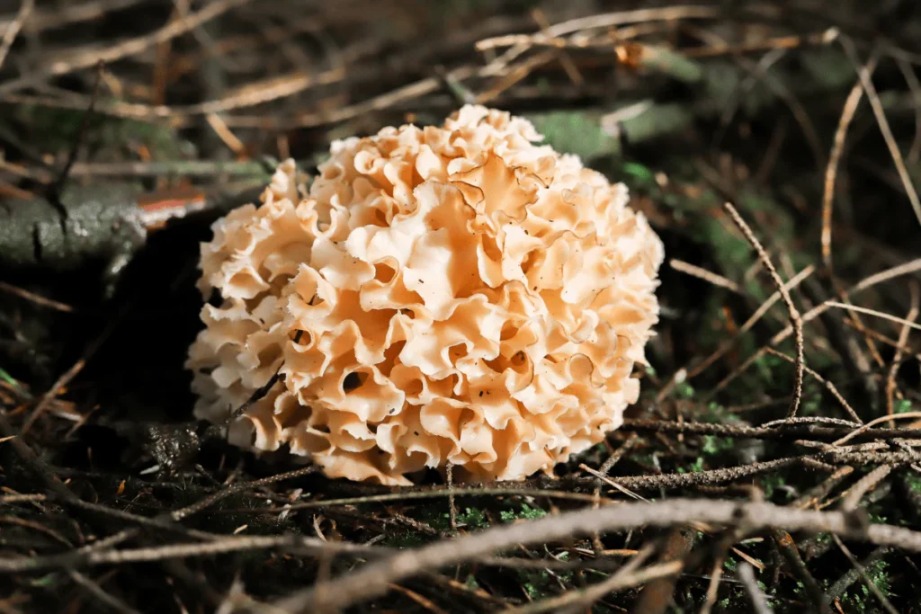 Longevity News: Can Seaweed Sponges Melt Fat?