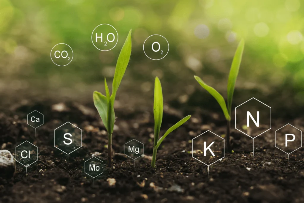 Are You Missing the Minerals That Keep You Healthy?
